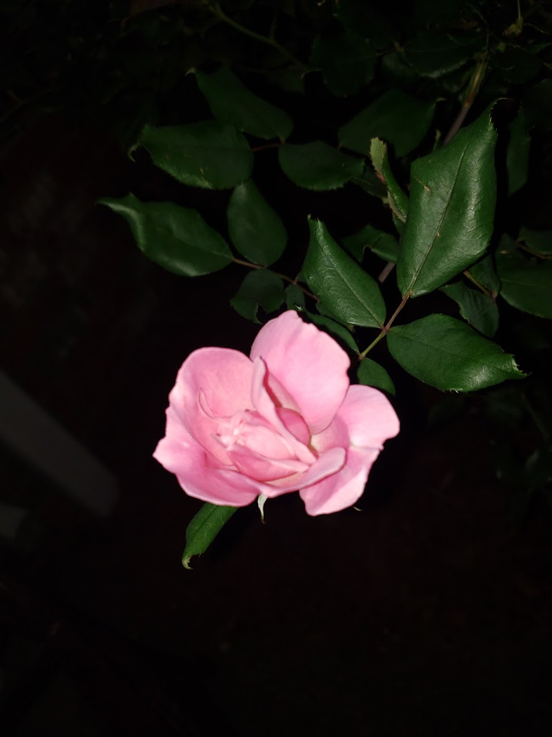 Southside Gardens photo 3